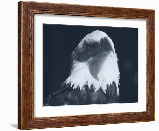 Bald Eagle 2-Gordon Semmens-Framed Photographic Print