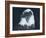 Bald Eagle 2-Gordon Semmens-Framed Photographic Print