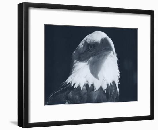 Bald Eagle 2-Gordon Semmens-Framed Photographic Print