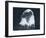 Bald Eagle 2-Gordon Semmens-Framed Photographic Print