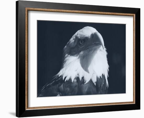 Bald Eagle 2-Gordon Semmens-Framed Photographic Print