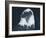 Bald Eagle 2-Gordon Semmens-Framed Photographic Print