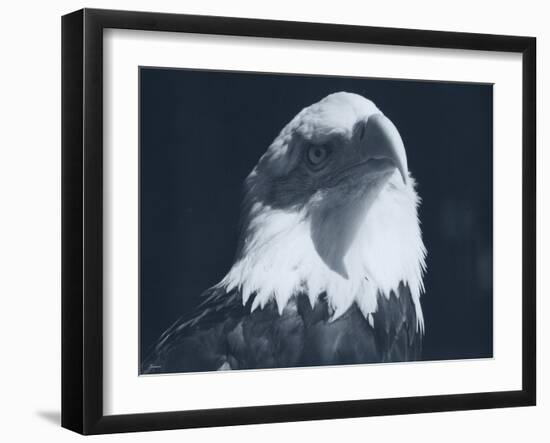 Bald Eagle 2-Gordon Semmens-Framed Photographic Print