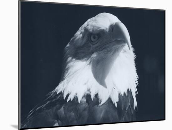 Bald Eagle 2-Gordon Semmens-Mounted Photographic Print