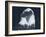 Bald Eagle 2-Gordon Semmens-Framed Photographic Print