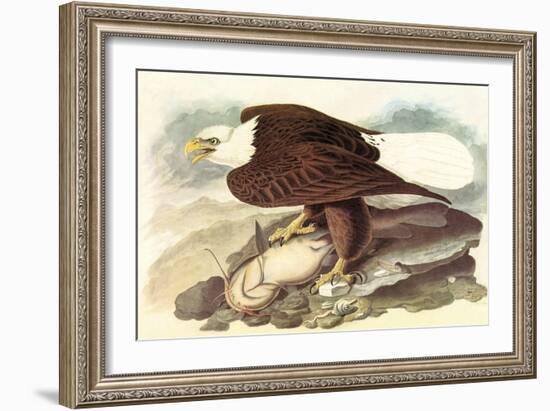 Bald Eagle 2-John James Audubon-Framed Art Print