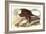 Bald Eagle 2-John James Audubon-Framed Art Print