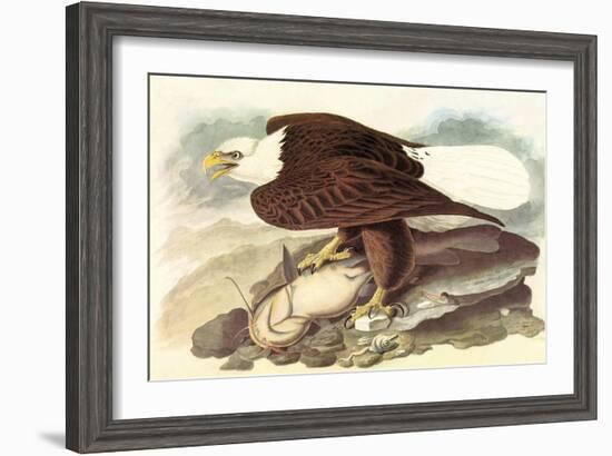 Bald Eagle 2-John James Audubon-Framed Art Print