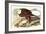 Bald Eagle 2-John James Audubon-Framed Art Print