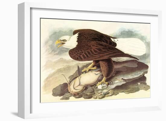 Bald Eagle 2-John James Audubon-Framed Art Print