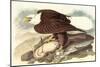 Bald Eagle 2-John James Audubon-Mounted Art Print