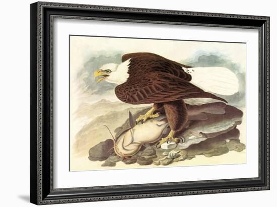 Bald Eagle 2-John James Audubon-Framed Art Print