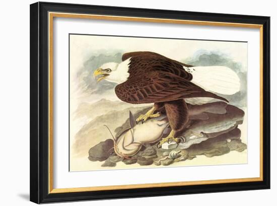 Bald Eagle 2-John James Audubon-Framed Art Print