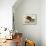 Bald Eagle 2-John James Audubon-Framed Stretched Canvas displayed on a wall