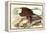 Bald Eagle 2-John James Audubon-Framed Stretched Canvas