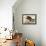 Bald Eagle 2-John James Audubon-Framed Stretched Canvas displayed on a wall