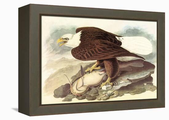 Bald Eagle 2-John James Audubon-Framed Stretched Canvas