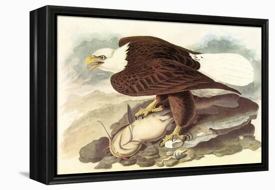 Bald Eagle 2-John James Audubon-Framed Stretched Canvas