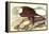 Bald Eagle 2-John James Audubon-Framed Stretched Canvas