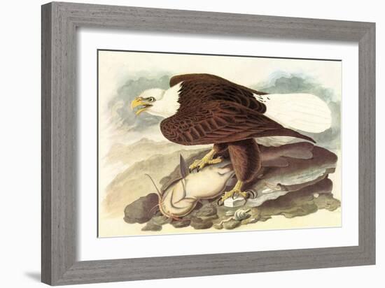 Bald Eagle 2-John James Audubon-Framed Premium Giclee Print