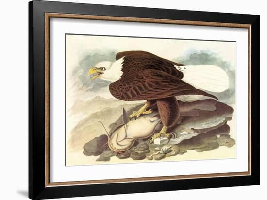 Bald Eagle 2-John James Audubon-Framed Premium Giclee Print