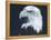 Bald Eagle 3-Gordon Semmens-Framed Premier Image Canvas
