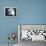 Bald Eagle 3-Gordon Semmens-Framed Premier Image Canvas displayed on a wall