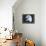 Bald Eagle 3-Gordon Semmens-Framed Premier Image Canvas displayed on a wall