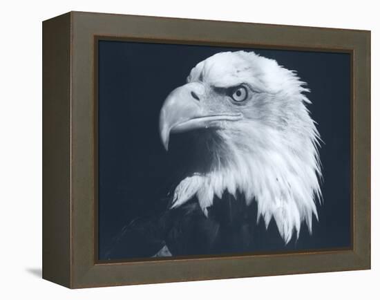 Bald Eagle 3-Gordon Semmens-Framed Premier Image Canvas