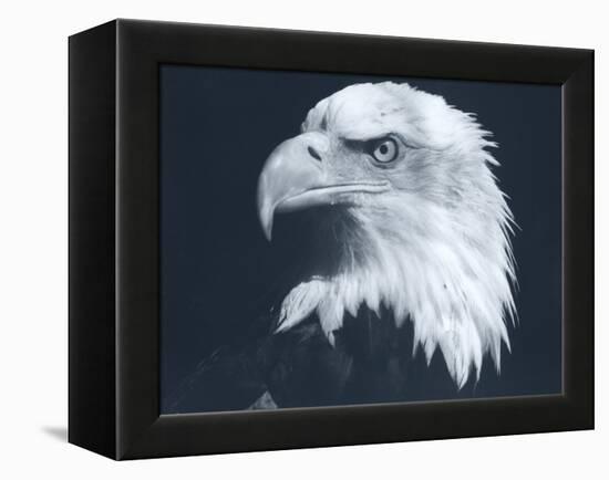 Bald Eagle 3-Gordon Semmens-Framed Premier Image Canvas