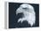 Bald Eagle 3-Gordon Semmens-Framed Premier Image Canvas