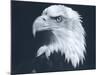 Bald Eagle 3-Gordon Semmens-Mounted Photographic Print