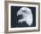 Bald Eagle 3-Gordon Semmens-Framed Photographic Print