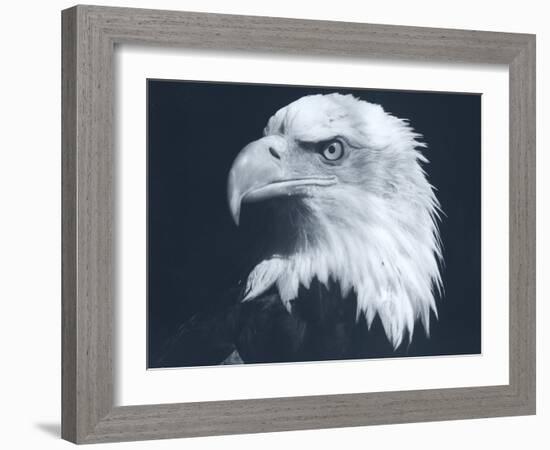 Bald Eagle 3-Gordon Semmens-Framed Photographic Print