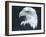 Bald Eagle 3-Gordon Semmens-Framed Photographic Print