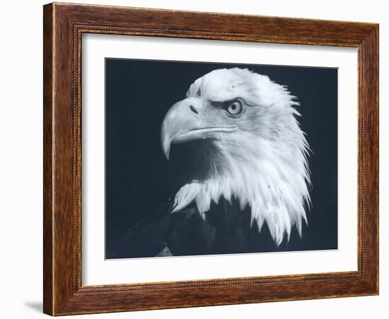 Bald Eagle 3-Gordon Semmens-Framed Photographic Print