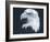 Bald Eagle 3-Gordon Semmens-Framed Photographic Print