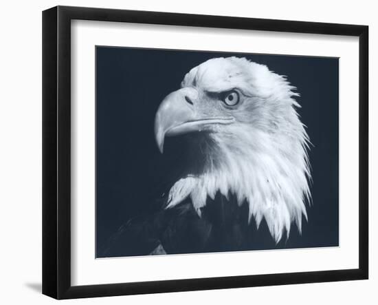 Bald Eagle 3-Gordon Semmens-Framed Photographic Print