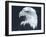 Bald Eagle 3-Gordon Semmens-Framed Photographic Print