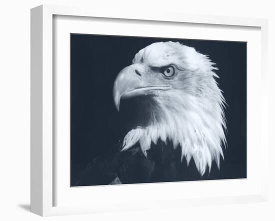 Bald Eagle 3-Gordon Semmens-Framed Photographic Print