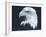 Bald Eagle 3-Gordon Semmens-Framed Photographic Print