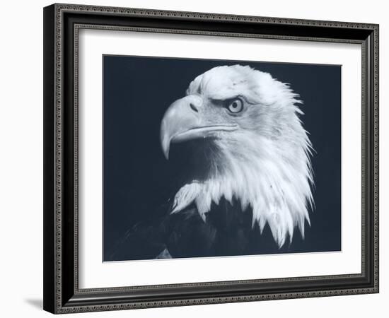 Bald Eagle 3-Gordon Semmens-Framed Photographic Print