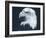 Bald Eagle 3-Gordon Semmens-Framed Photographic Print