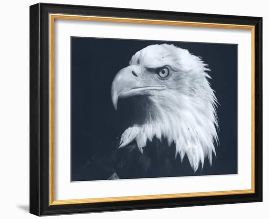 Bald Eagle 3-Gordon Semmens-Framed Photographic Print