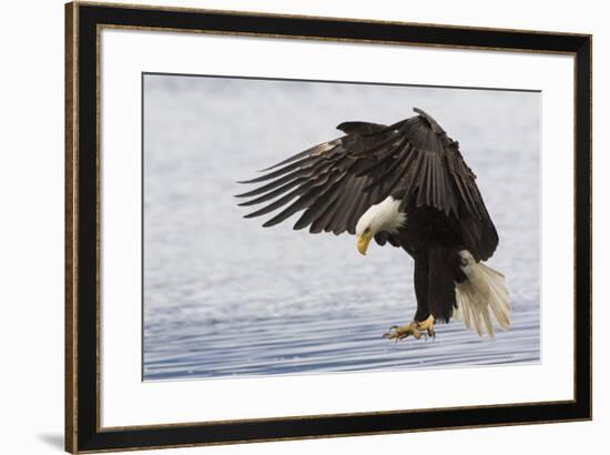 Bald Eagle Alighting-Ken Archer-Framed Premium Photographic Print