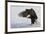 Bald Eagle Alighting-Ken Archer-Framed Premium Photographic Print