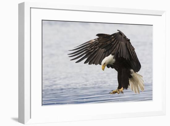 Bald Eagle Alighting-Ken Archer-Framed Premium Photographic Print