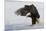 Bald Eagle Alighting-Ken Archer-Mounted Premium Photographic Print