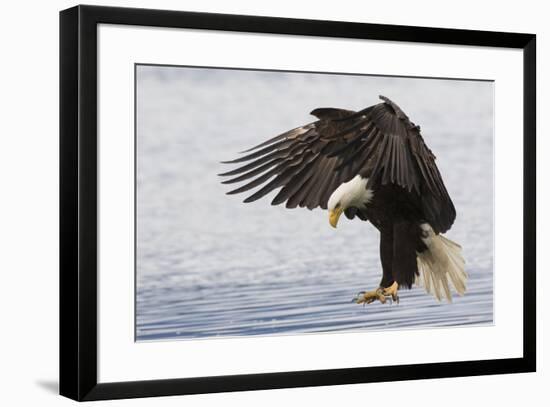 Bald Eagle Alighting-Ken Archer-Framed Premium Photographic Print