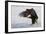 Bald Eagle Alighting-Ken Archer-Framed Premium Photographic Print